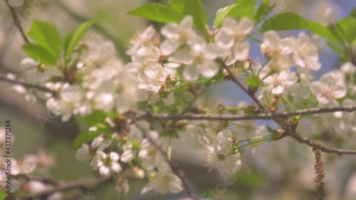 4k. Blooming apple and cherry trees in the spring garden on a clear sunny day. Close.