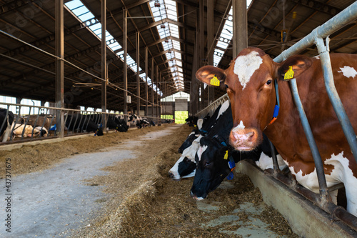 Krowa mleczna na fermie © Wojciech