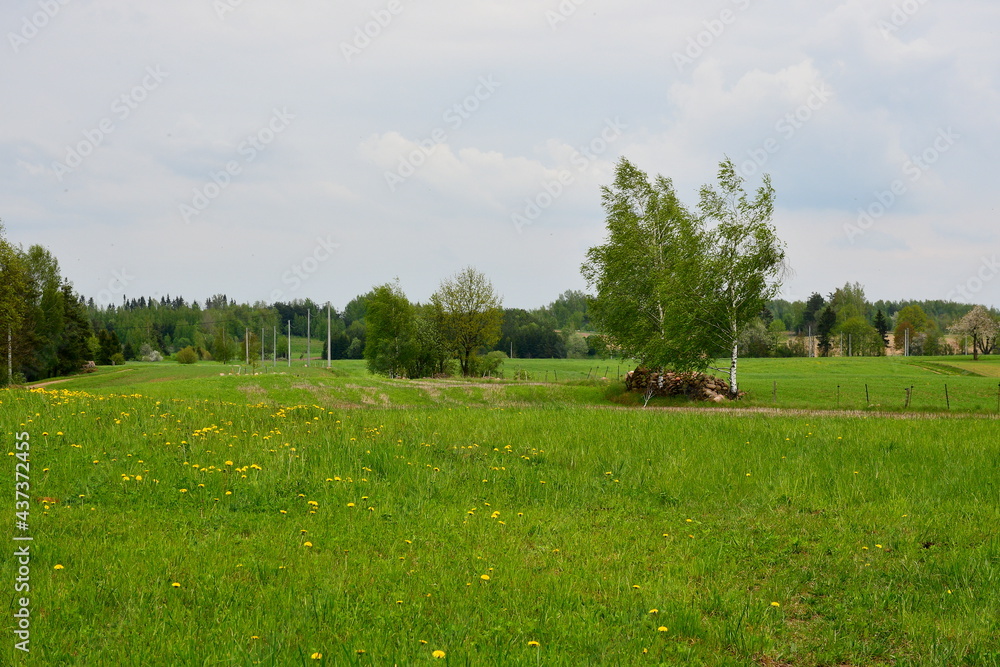 Εκτύπωση καμβά View of a well maintained field or meadow full of grass, herbs, flowers and tree