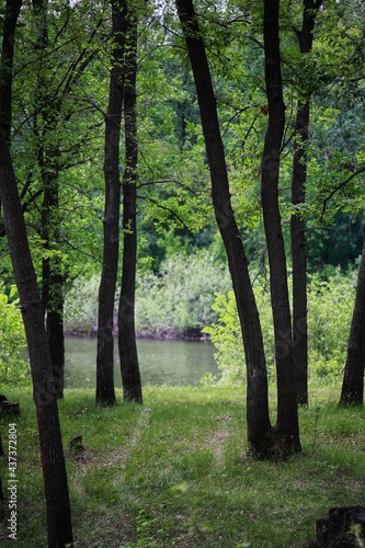 lake in the forest