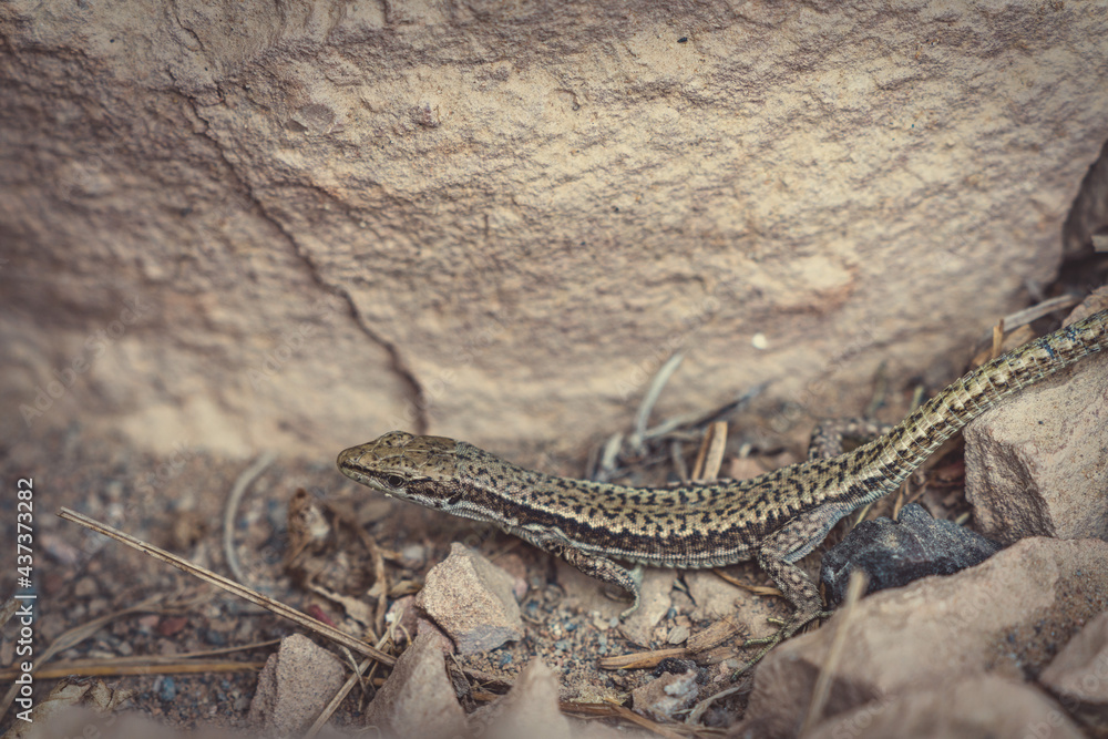 Obraz premium Small lizard on a stone