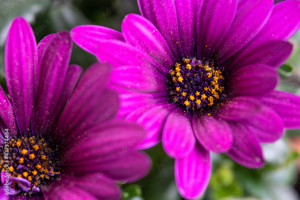 Osteospermum ecklonis, close-up of a beautiful purple flower Osteospermum ecklonis, close-up of a beautiful purple flower