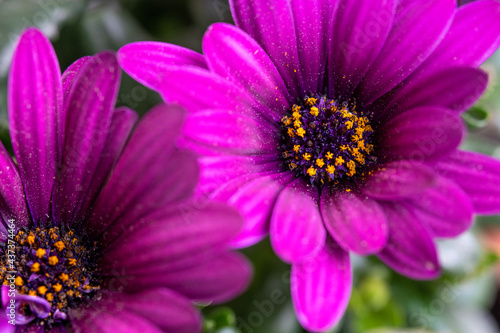 Osteospermum ecklonis  close-up of a beautiful purple flower
