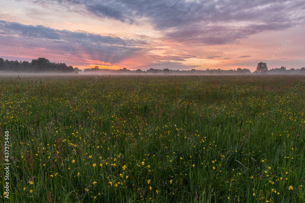 Beautiful sunset over buttercup meadow