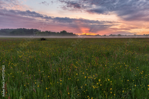 Idyllic rural landscape with a meadow full of buttercup flowers (good source of nectar for bees) during sunset