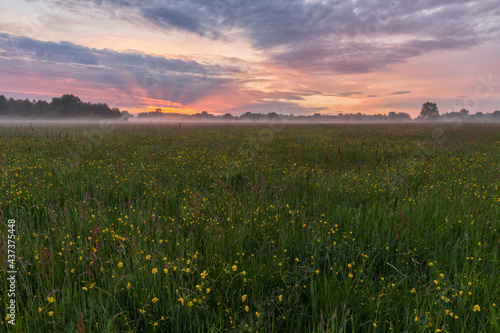 Beautiful sunset over buttercup meadow