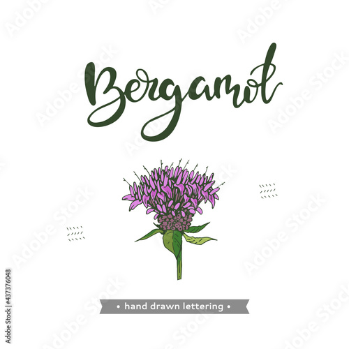 Monarda , Bergamot and lettering Bergamot Detailed hand-drawn sketches, vector botanical illustration.
