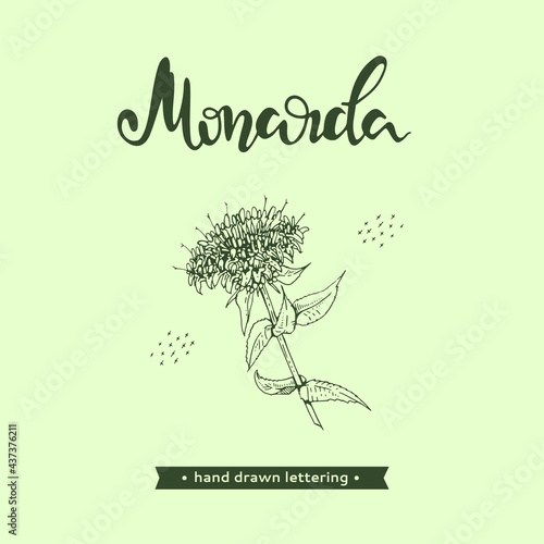 Monarda or Bergamot and lettering Monarda Detailed hand-drawn sketches, vector botanical illustration.