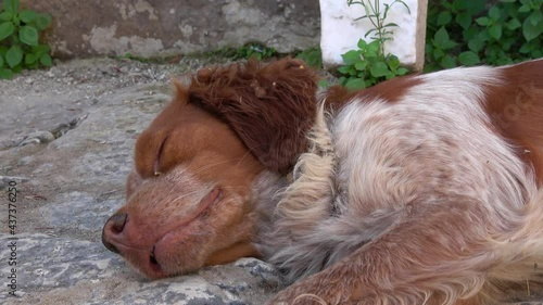 Demre, Turkey - 26th of May 2021: 4K Head of scrubby spaniel dog sleeping with pus in eyes and burrs on ears
 photo