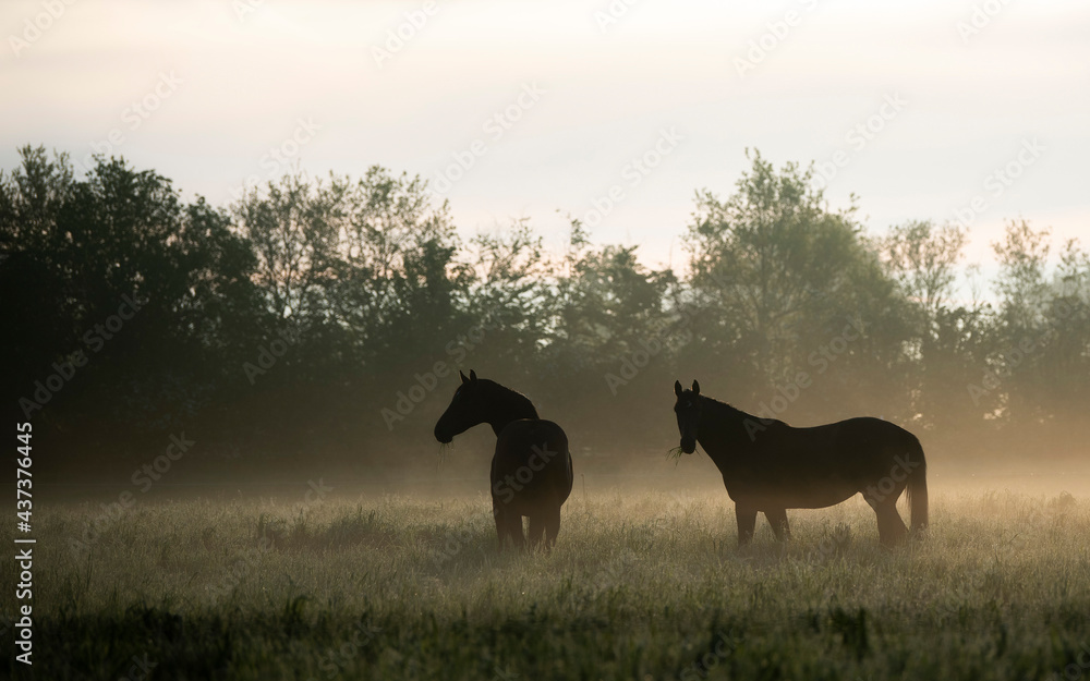 Two horses in a foggy field at dawn. They are standing in tall grass and only their silhouettes can be seen. The sun rising behind them is illuminating the fog. Two horses in a foggy field at dawn. They are standing in tall grass and only their silhouettes can be seen. The sun rising behind them is illuminating the fog.