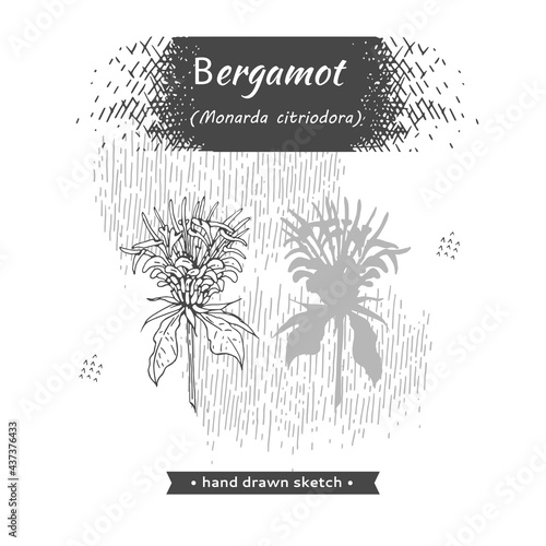 Monarda , Bergamot. Detailed hand-drawn sketches, vector botanical illustration
