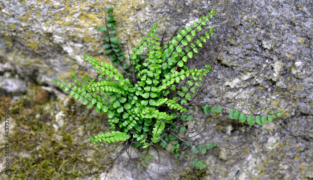 Obraz premium A fern plant called Zanokcica wall growing on a wall made of stone in the village of Turośl in Podlasie in Poland.