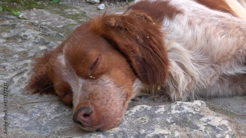 Demre, Turkey - 26th of May 2021: 4K Muzzle of scruffy Russian spaniel dog dozing on the stone floor
 photo