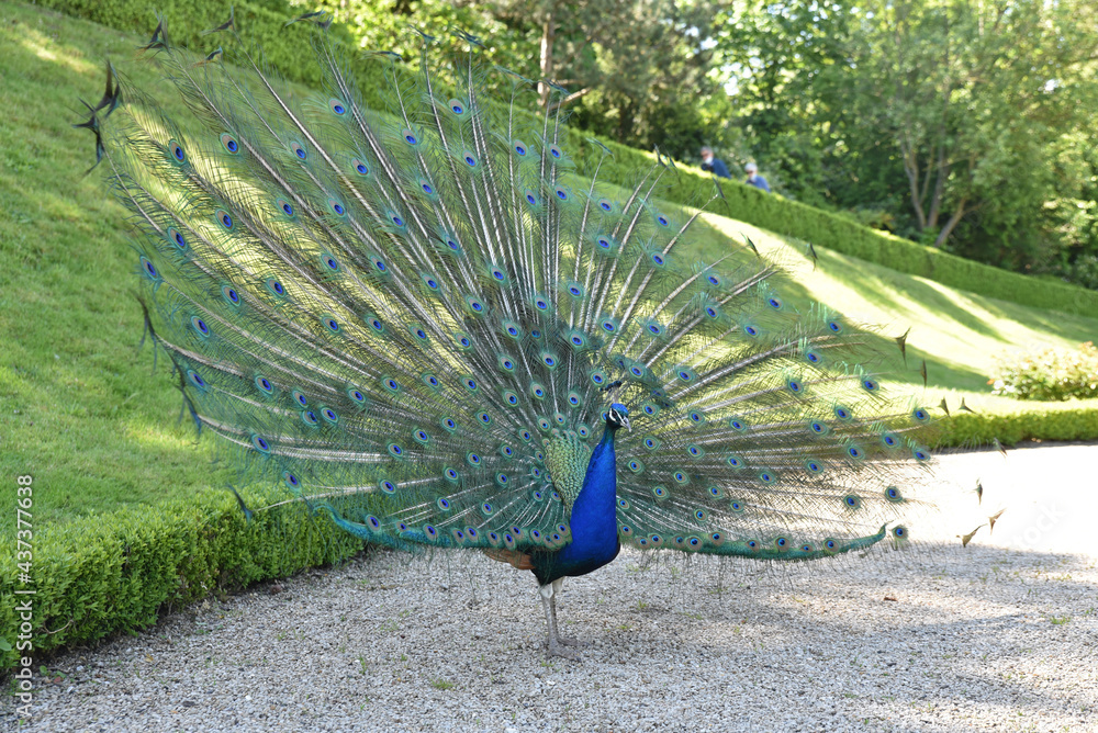 Obraz premium Paon au parc