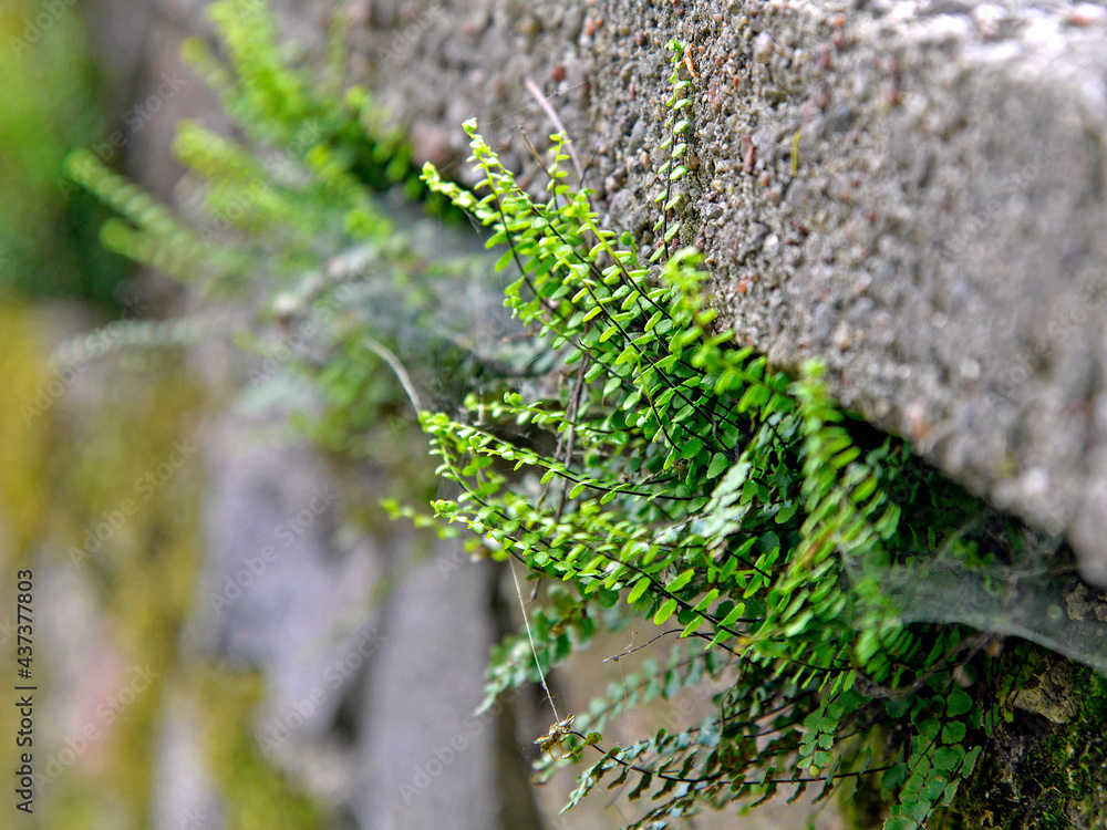 A fern plant called Zanokcica wall growing on a wall made of stone in the village of Turośl in Podlasie in Poland.