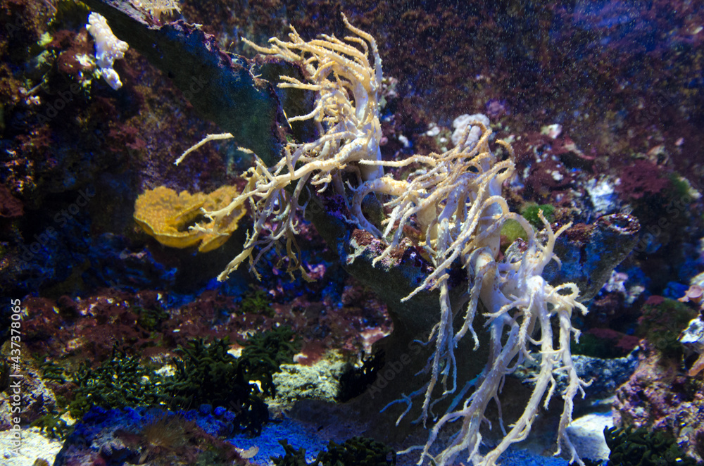 Fotografie ACUARIO MONTECARLO PECES