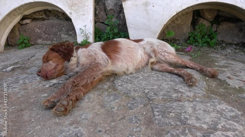 Demre, Turkey - 26th of May 2021: 4K Scrubby spaniel dog sleeping on the ground
 photo