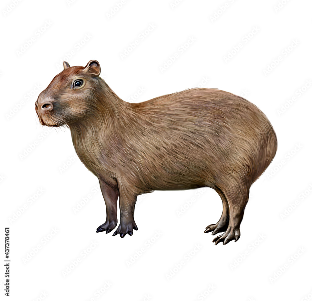 The capybara (Hydrochoerus hydrochaeris) The capybara (Hydrochoerus hydrochaeris)