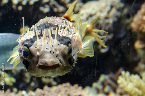 Fotografie PECES SUBMARINISMO BUCEO ACUARIO