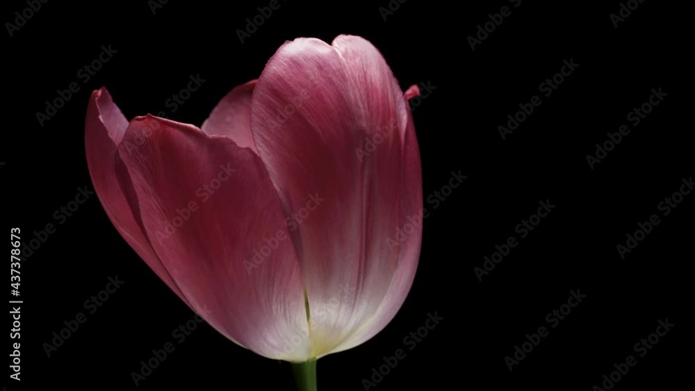 Pink tulip spins en black background. macro. water drops Pink tulip spins en black background. macro. water drops