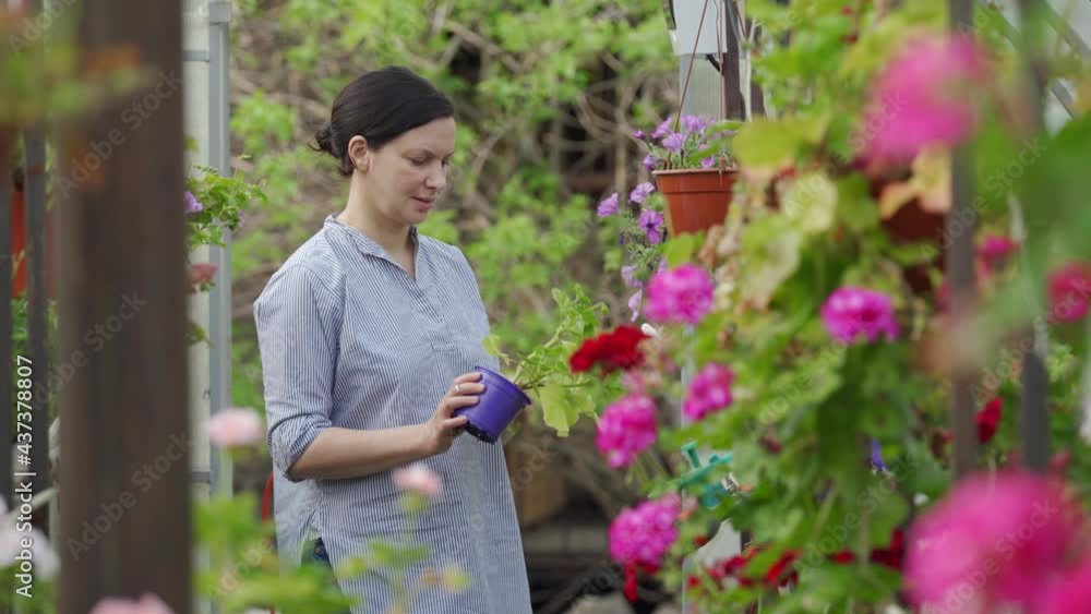 Gardener working in plant and flower greenhouse care for pelargonium pot flowers, woman at work in small garden greenhouse. High quality 4k footage Gardener working in plant and flower greenhouse care for pelargonium pot flowers, woman at work in small garden greenhouse. High quality 4k footage