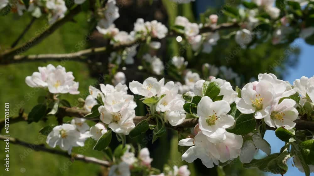 Apple tree President columnar with white flowers in spring bloom. Spring Flowers. Flowering in the garden trees, against the background of blooming white flowers. Vertical footage Apple tree President columnar with white flowers in spring bloom. Spring Flowers. Flowering in the garden trees, against the background of blooming white flowers. Vertical footage