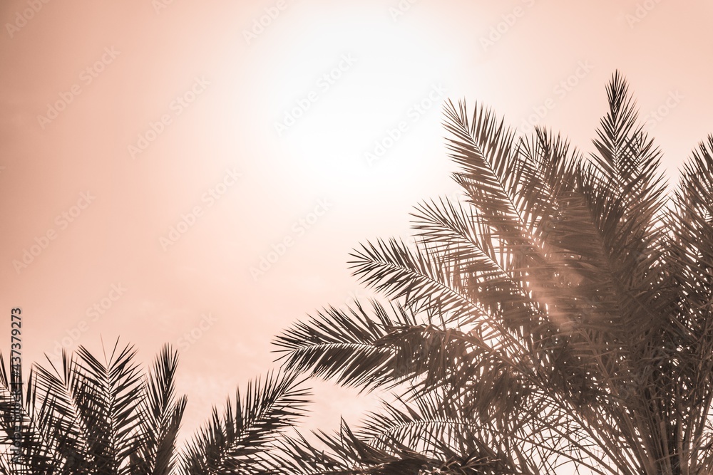 Tropical tourism paradise palms in sunny summer sun orange sky. Sun light shines through leaves of palm. Beautiful wanderlust travel journey symbol for vacation trip to southern holiday dream island