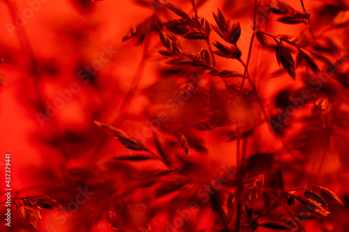 small leaves on a red background