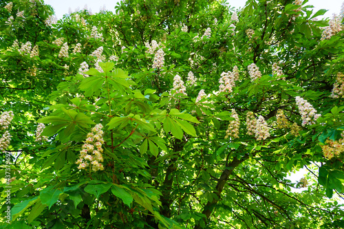 Blooming chestnut tree in May