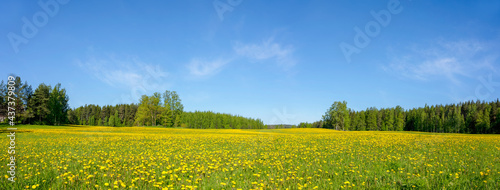 Beautiful panoramic shot of a dandelion meadow under blue sky