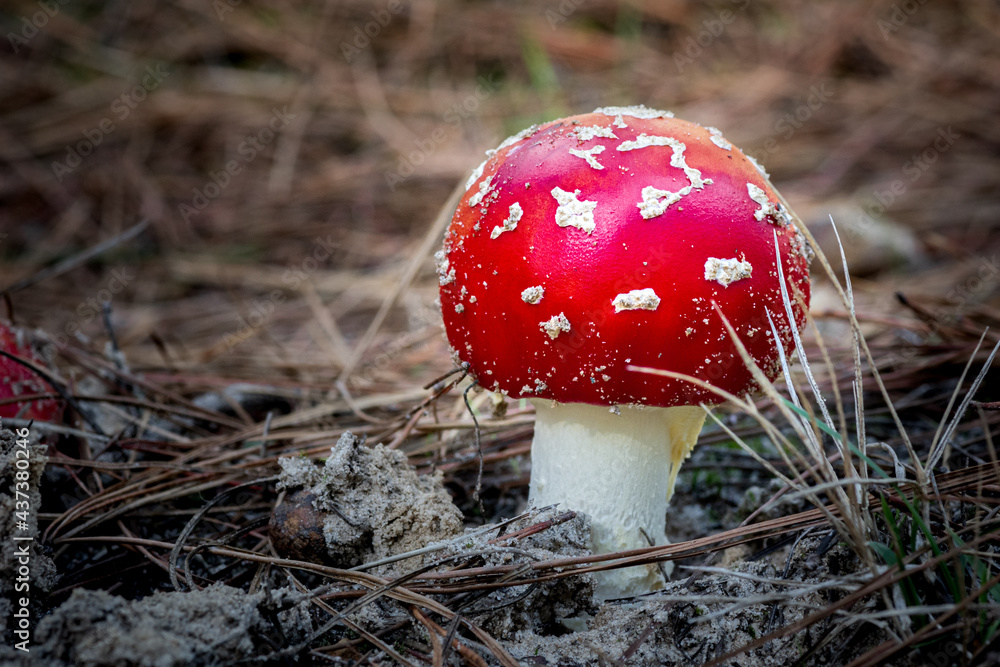 Small Fly Agaric emerging from the forest floor. Dangerous toadstool associated with fairytales. Bright red with white spots. Small Fly Agaric emerging from the forest floor. Dangerous toadstool associated with fairytales. Bright red with white spots.