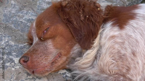 Demre, Turkey - 26th of May 2021: 4K Zoom out Sleepy scrubby spaniel dog openning its eyes
