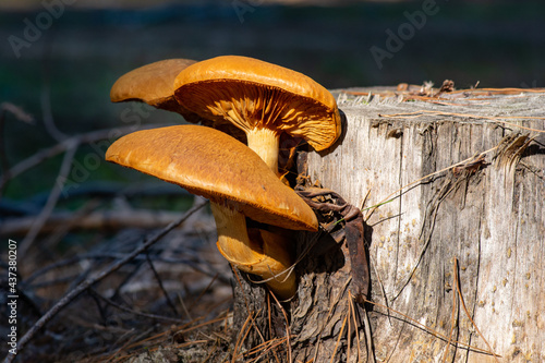 Laughing Jacks or Giant Rustgill, Gymnoppilus junonis growing on stump in a pine plantation. Large orange mushrooms lit by the afternoon sun.