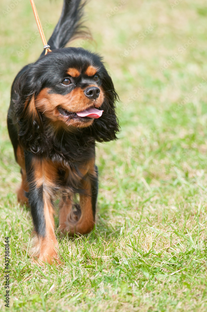 Cavalier King Charles Spaniel walking in dog show ring Cavalier King Charles Spaniel walking in dog show ring