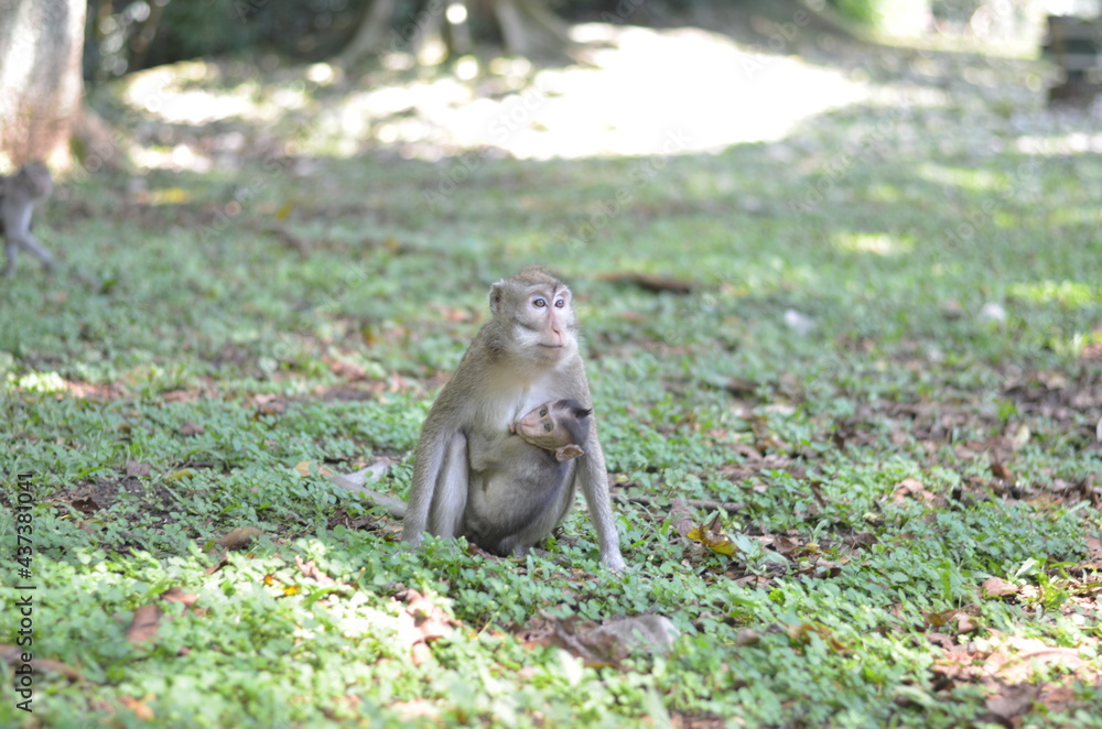 monkey bring her kid or baby while finding a food monkey bring her kid or baby while finding a food