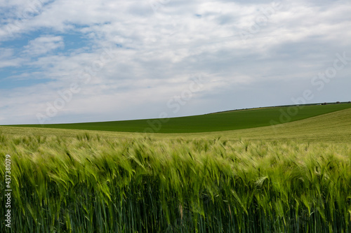 Farmland with Wheat in Sussex on an Early Summers Day