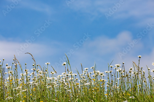 Looking up at daisies against a blue sly