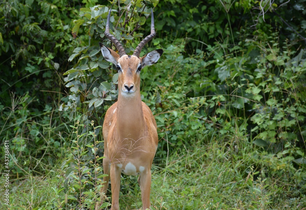 Puku ram Puku ram