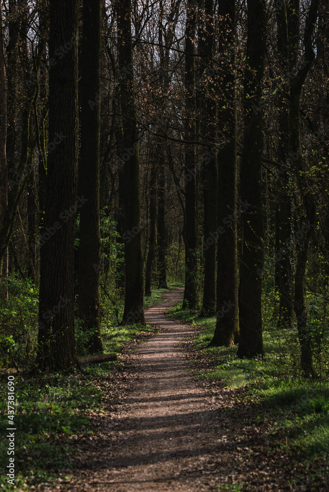 path in the woods path in the woods