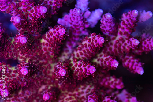 Beautiful coral in reef aquarium tank. Macro shot. Selective focus.