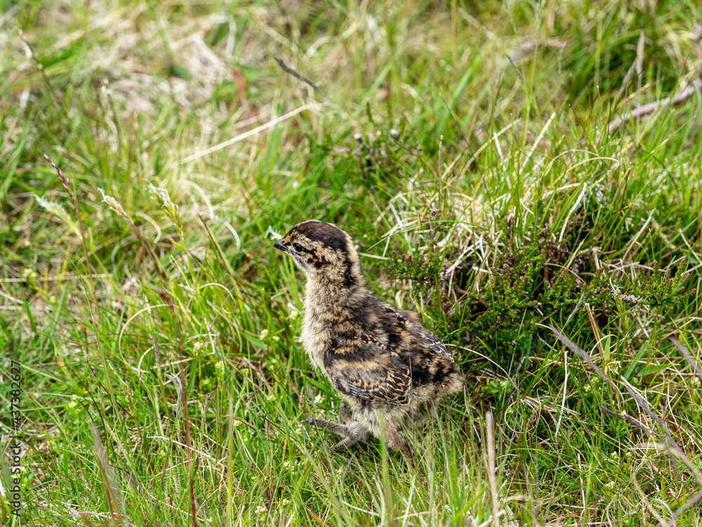 Red Grouse chicks (Lagopus lagopus) hiding in deep heather on a grouse moor. Red Grouse chicks (Lagopus lagopus) hiding in deep heather on a grouse moor.