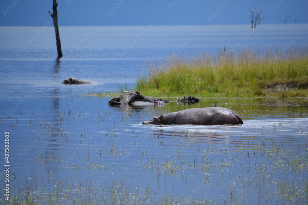Fototapeta premium Hippo Wallowing around