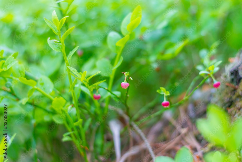 Blooming blueberries in the forest in spring. Small maroon flowers blueberries among the green foliage
