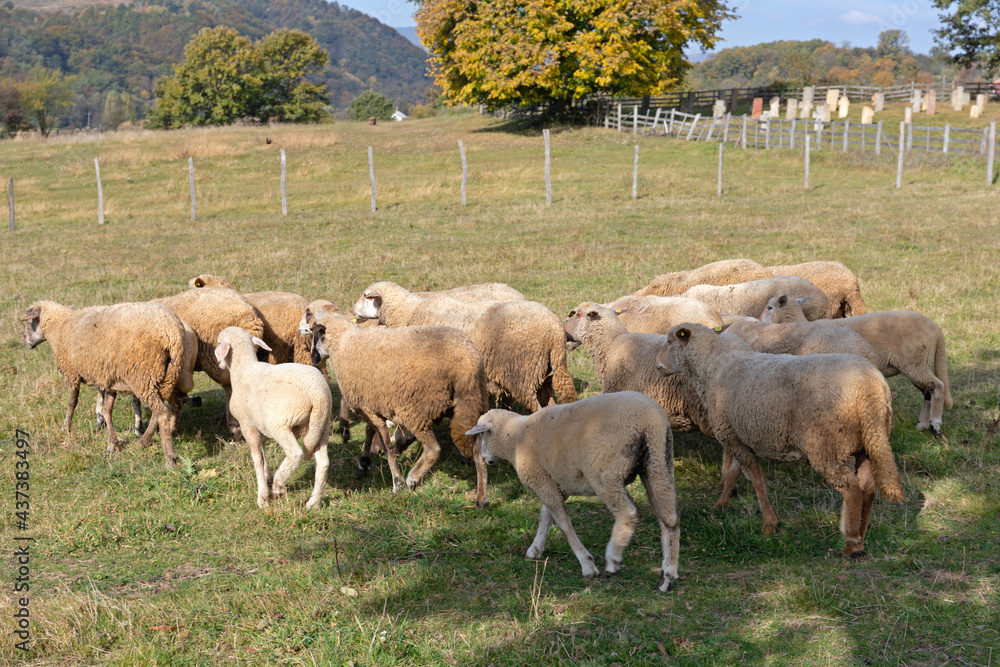 Fototapeta premium Under Shade Sheep