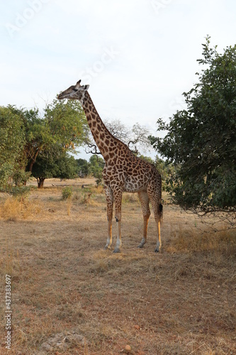 Giraffe caught out grazing