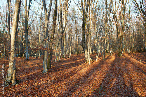 Autumn forest. Naked trees and yellow leaves on ground