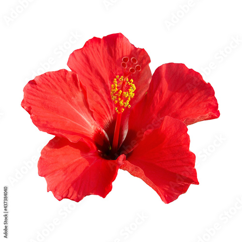 Red flower Hibiscus rosa sinensis isolated on white background