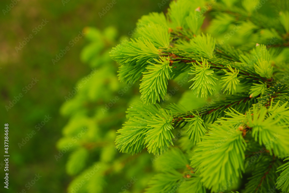 Spring landscape in shades of green. Young branches of a coniferous tree. Brightly green needles of spruce. Fir. Selective focus. Nature concept for design with place for your text Spring landscape in shades of green. Young branches of a coniferous tree. Brightly green needles of spruce. Fir. Selective focus. Nature concept for design with place for your text