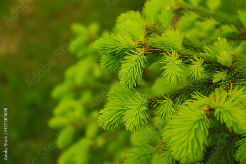 Spring landscape in shades of green. Young branches of a coniferous tree. Brightly green needles of spruce. Fir. Selective focus. Nature concept for design with place for your text