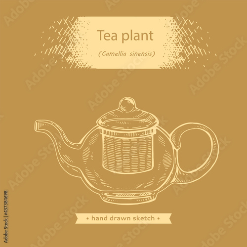 Hand-drawn sketch teapot with camellia sinensis.